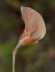 Lotononis filiformis