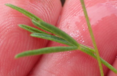 Lotononis filiformis