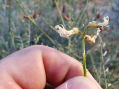 Astragalus pachypus