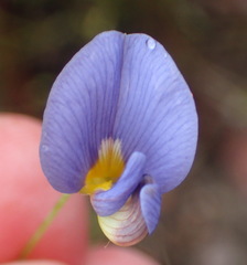 Lotononis filiformis