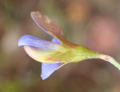 Lotononis filiformis