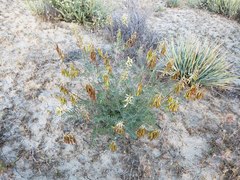 Astragalus trichopodus antisellii