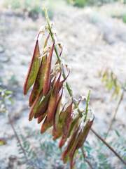 Astragalus trichopodus antisellii