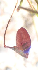 Lotononis filiformis