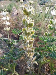 Lupinus densiflorus