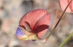 Lotononis filiformis