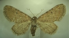 Eupithecia strattonata