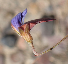 Lotononis filiformis