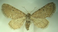 Eupithecia strattonata