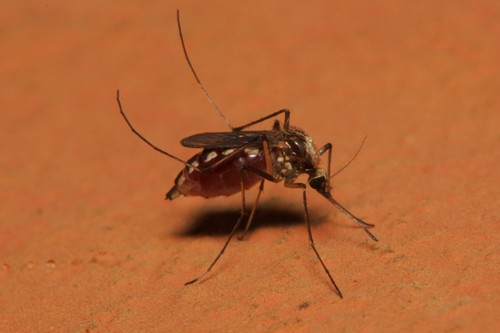 Aedes scapularis photo 3