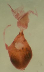 Eupithecia strattonata