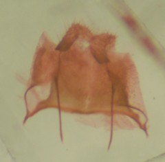 Eupithecia strattonata