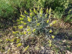 Astragalus trichopodus antisellii