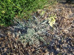 Astragalus trichopodus antisellii