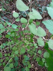 Coprosma rotundifolia
