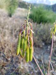 Astragalus trichopodus antisellii