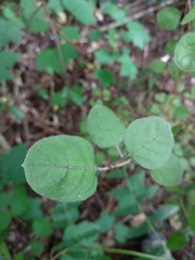 Coprosma rotundifolia