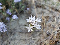 Eriastrum pluriflorum