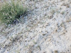 Eriastrum pluriflorum