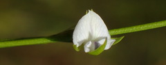 Psoralea vlokii