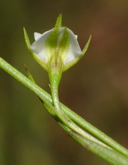 Psoralea vlokii