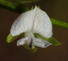 Psoralea vlokii