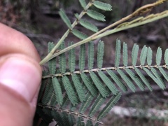Acacia loroloba