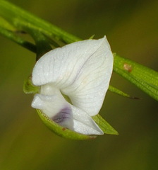 Psoralea vlokii