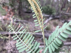 Acacia loroloba