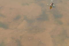 Pseudocrenilabrus multicolor victoriae