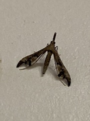 Tineodes adactylalis