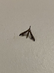 Tineodes adactylalis