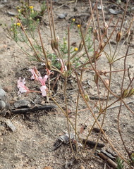 Pelargonium gracillimum