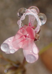 Pelargonium gracillimum
