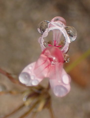 Pelargonium gracillimum