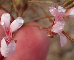 Pelargonium gracillimum