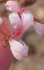 Pelargonium gracillimum