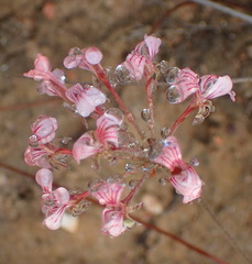 Pelargonium gracillimum
