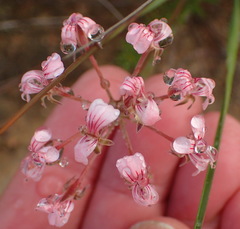 Pelargonium gracillimum