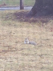 Sciurus carolinensis