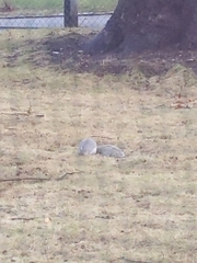 Sciurus carolinensis