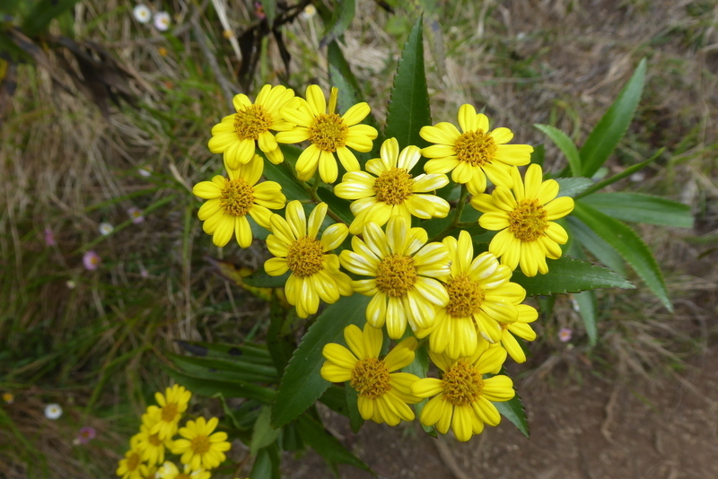 Faujasia salicifolia