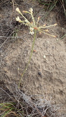 Pelargonium pillansii