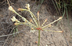 Pelargonium pillansii