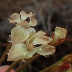 Pelargonium pillansii