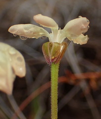 Pelargonium pillansii