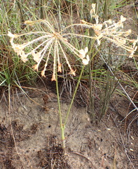 Pelargonium pillansii