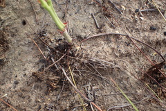 Pelargonium pillansii
