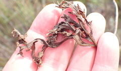 Pelargonium pillansii