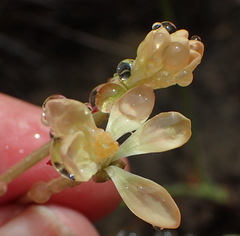 Pelargonium pillansii